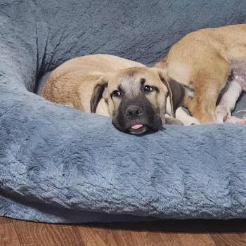 Rescue Black Mouth Cur Dogs for Adoption in Seguin, Texas - Sissy | PetCurious
