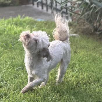 Willie -  Havanese and Mixed Breed Dog for Adoption in Las Vegas, Nevada - Willie | PetCurious