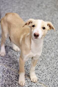 Rescue Hound Dogs for Adoption in Manchester, New Hampshire - Voss In NH! Come Meet Our Adoptable Dogs Wednesday-Saturday. Mor | PetCurious
