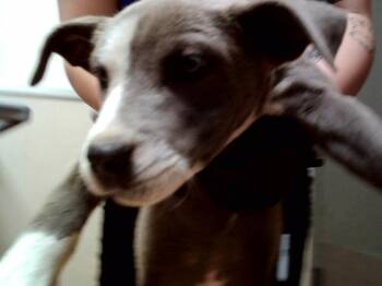 Pit Bull Terrier Dogs Available for Adoption in Martinez, California - TINA | PetCurious