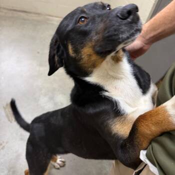 Shepherd and Rottweiler Dogs Available for Adoption in Henderson, Kentucky - Sean | PetCurious