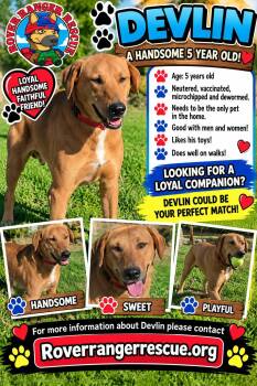 Devlin -  German Shepherd Dog Dog for Adoption in Wrightwood, California - Devlin | PetCurious