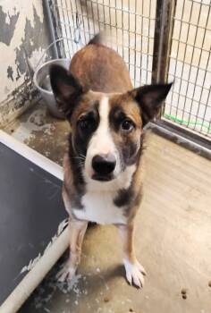 Lenny #201 -  Shepherd Dog for Adoption in New Lexington, Ohio - Lenny #201 | PetCurious