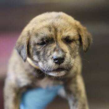 BOYER -  American Staffordshire Terrier Dog for Adoption in San Antonio, Texas - BOYER | PetCurious