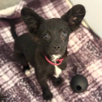 Crimson -  Chihuahua and Mixed Breed Dog for Adoption in Goleta, California - Crimson | PetCurious