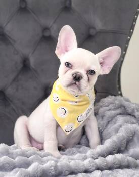 Harper -  French Bulldog Dog for Adoption - Harper | PetCurious