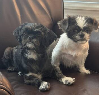Bonded Pair - Violet & Fiona -  Mixed Breed Dog for Adoption in Tampa, Florida - Bonded Pair - Violet & Fiona | PetCurious