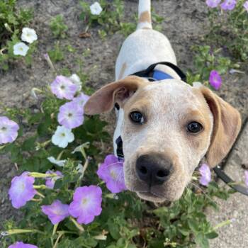 George -  Mixed Breed Dog for Adoption in Shakopee, Minnesota - George | PetCurious