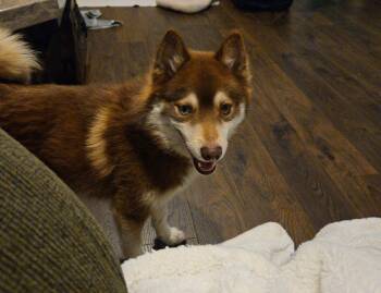 Finn -  Pomeranian and Husky Dog for Adoption in Fort Wayne, Indiana - Finn | PetCurious