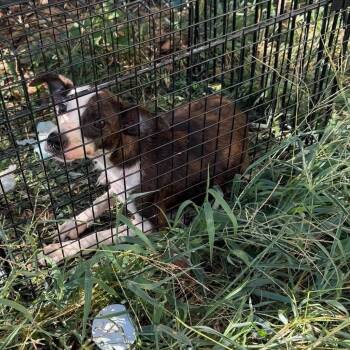 Sofia -  Chihuahua Dog for Adoption in Madill, Oklahoma - Sofia | PetCurious