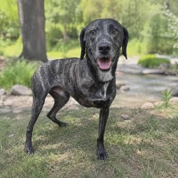 Peeta -  Mountain Cur Dog for Adoption in Hopkinton, Massachusetts - Peeta | PetCurious