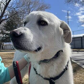 Bo -  Great Pyrenees Dog for Adoption in Murray, Utah - Bo | PetCurious