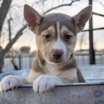 Siberian Husky Dogs Available for Adoption - Tundra | PetCurious