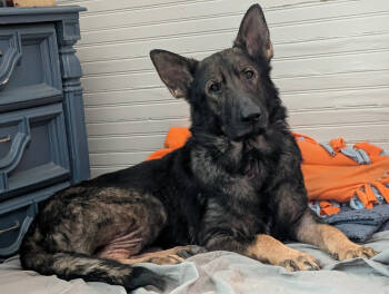 Rescue German Shepherd Dog Dogs for Adoption in Raleigh, North Carolina - Drako (CL) | PetCurious