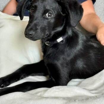 Crow -  Labrador Retriever Dog for Adoption in Lewisville, Indiana - Crow | PetCurious