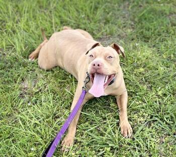 Rescue Mixed Breed Dogs for Adoption in Palmetto, Florida - MAIZIE | PetCurious