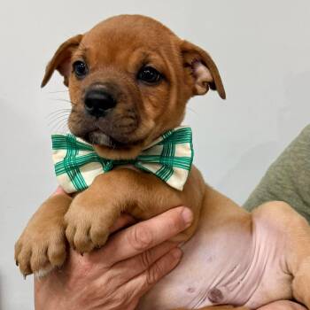Boston Terrier Dogs Available for Adoption in Glocester, Rhode Island - Kurt  | PetCurious