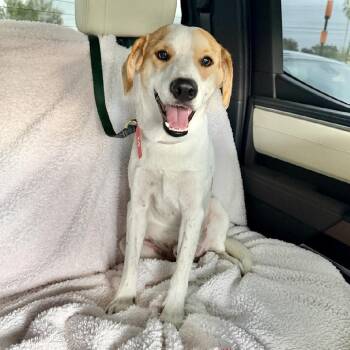 Beagle Dogs Available for Adoption - Brownie | PetCurious