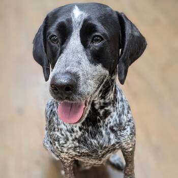 Darby -  German Shorthaired Pointer and Mixed Breed Dog for Adoption in Huntsville, Alabama - Darby | PetCurious