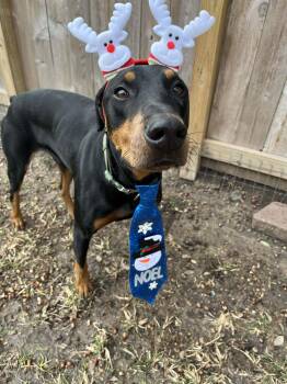Doberman Pinscher Dogs Available for Adoption in Pearland, Texas - Diego  ¡Ándale! ¡Ándale!  | PetCurious