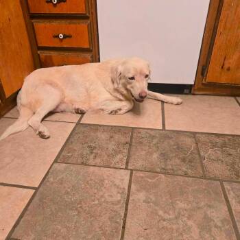 Victoria -  Great Pyrenees Dog for Adoption in Uxbridge, Massachusetts - Victoria | PetCurious