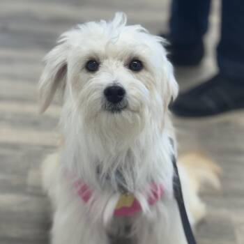 Rescue Terrier Dogs for Adoption in Sonora, California - Luci | PetCurious