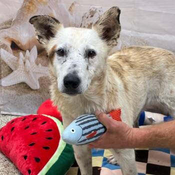 Birkenstock -  Cattle Dog and Mixed Breed Dog for Adoption in Brownsboro, Alabama - Birkenstock | PetCurious