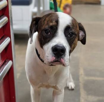 Rescue Mixed Breed Dogs for Adoption in Fort Worth, Texas - Doc McDoggins | PetCurious