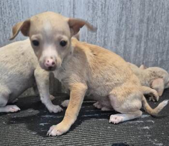 A816385 -  Chihuahua Dog for Adoption in San Antonio, Texas - A816385 | PetCurious