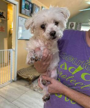 Maltese Dogs Available for Adoption - Pup Cup (NOT YET AVAILABLE) | PetCurious