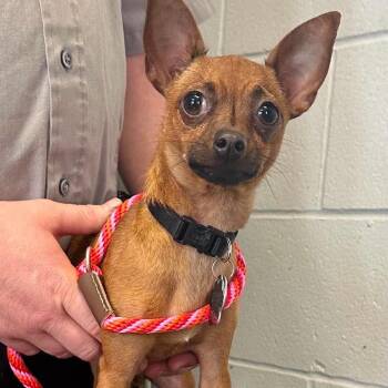 Chihuahua Dogs Available for Adoption - PeeBee D11247 | PetCurious
