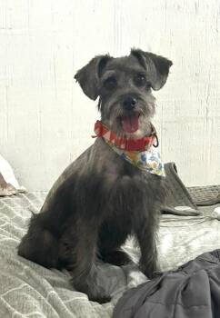 MIRA -  Schnauzer Dog for Adoption in Langley Township, British Columbia - MIRA | PetCurious