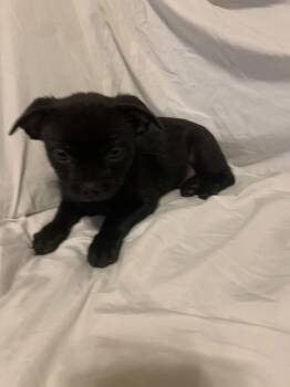 Chihuahua Dogs Available for Adoption - Scrappy | PetCurious