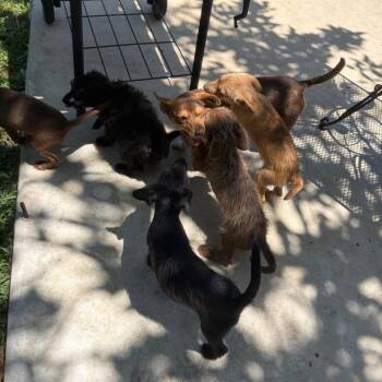 Chihuahua and Terrier Dogs Available for Adoption in Allen, Texas - Slaw BBQ | PetCurious