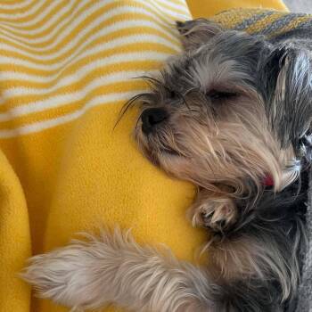 Yorkshire Terrier Dogs Available for Adoption - Kuki | PetCurious