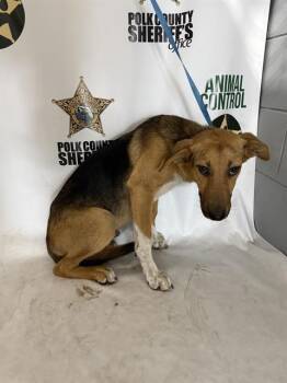 Treeing Walker Coonhound Dogs Available for Adoption in Winter Haven, Florida - MELVIN | PetCurious