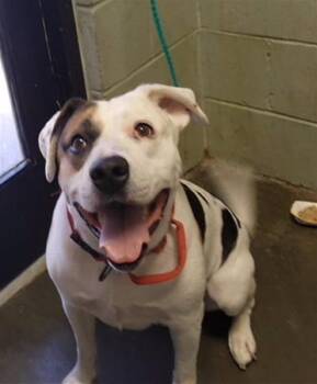 PTERODACTYL -  Pit Bull Terrier and Mixed Breed Dog for Adoption in Tulsa, Oklahoma - PTERODACTYL | PetCurious
