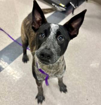 RECON -  Australian Shepherd and Mixed Breed Dog for Adoption in Santa Rosa, California - RECON | PetCurious