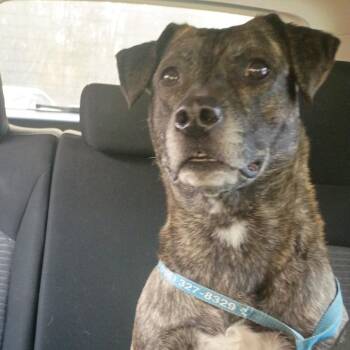 Mixed Breed Dogs Available for Adoption - 02/17/2026-Stray-CeliaDrive-"Pepper" | PetCurious