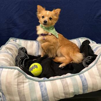Pomeranian Dogs Available for Adoption in Logan, Utah - Alexis (Lexi) | PetCurious