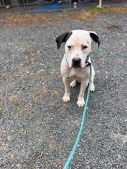Notorious -  Mixed Breed Dog for Adoption in Elizabethtown, North Carolina - Notorious | PetCurious