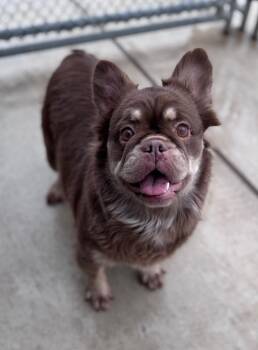 French Bulldog Dogs Available for Adoption - Fonzie | PetCurious