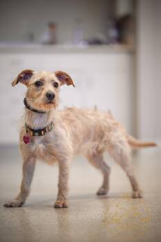 Lacey Bones -  Terrier and Mixed Breed Dog for Adoption in Kalispell, Montana - Lacey Bones | PetCurious