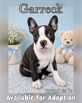 Garreck -  French Bulldog and Boston Terrier Dog for Adoption in Overland Park, Kansas - Garreck | PetCurious