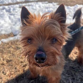 Yorkshire Terrier Dogs Available for Adoption - Gummy Worm | PetCurious