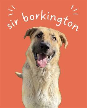 German Shepherd Dog Dogs Available for Adoption - SIR BORKINGTON | PetCurious