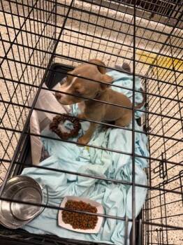 Shire -  Mixed Breed Dog for Adoption in Atlanta, Georgia - Shire | PetCurious
