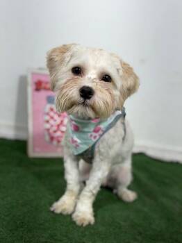 Marlo-One of our Amazing Rescue Dogs -  Maltese and Maltipoo Dog for Adoption in Carlsbad, California - Marlo-One Of Our Amazing Rescue Dogs | PetCurious