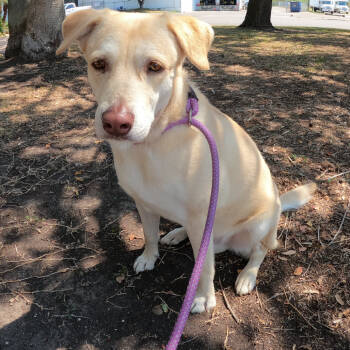 Rescue Yellow Labrador Retriever and Mixed Breed Dogs for Adoption in Corpus Christi, Texas - Bradley | PetCurious