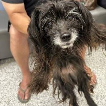 Yorkshire Terrier Dogs Available for Adoption in Converse, Texas - Louise | PetCurious